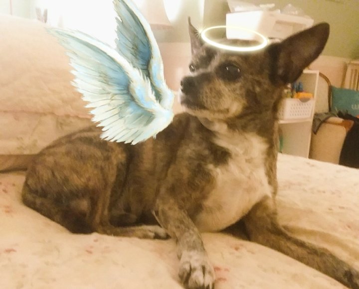 PinkietheP's tweet photo. Hola frens! We have completed our final earth mission. We found mami and grammy a new earth angel, Bruno. We will still watch over our family, but it's time for them to love their new pup. We know Bruno has big paws to fill, but he'll grow into the job. ~Love Fredo and Theo https://t.co/5WrVvbpBTV