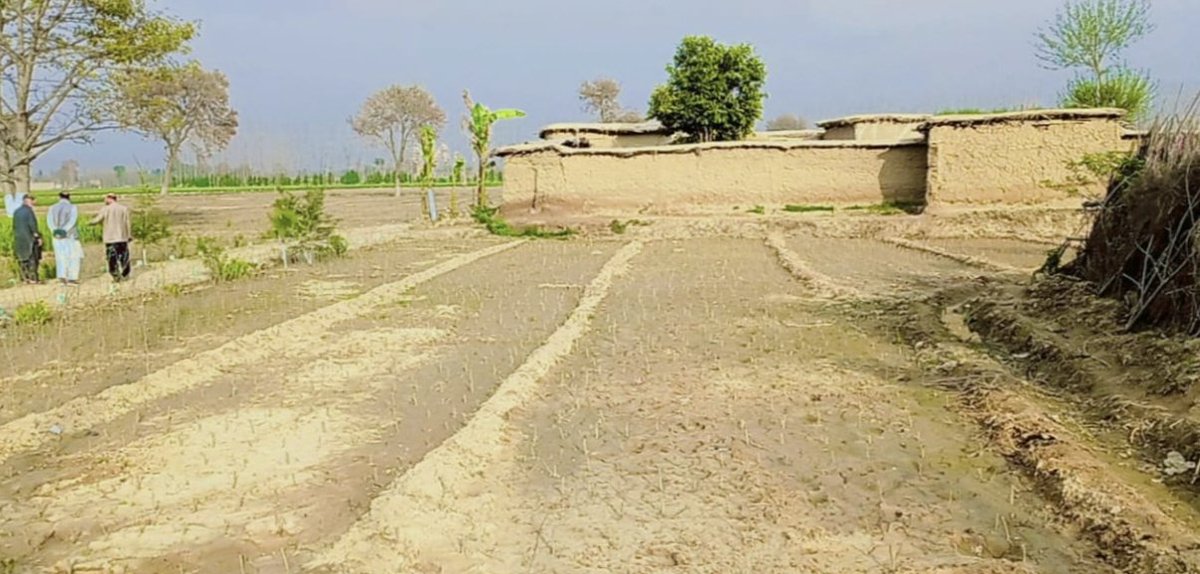 FEWDKPGovt's tweet photo. Chief Conservator of Forest region-I visited Broad Leaved Nursery raised under #10BTTP at Swabi.  Issued necessary instructions regarding further improvements.
#KPForest
#SpringPlantation2022
#PlantForPakistan https://t.co/RHkK7Hv9hi