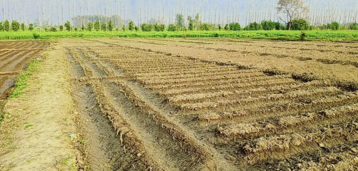 FEWDKPGovt's tweet photo. Chief Conservator of Forest region-I visited Broad Leaved Nursery raised under #10BTTP at Swabi.  Issued necessary instructions regarding further improvements.
#KPForest
#SpringPlantation2022
#PlantForPakistan https://t.co/RHkK7Hv9hi