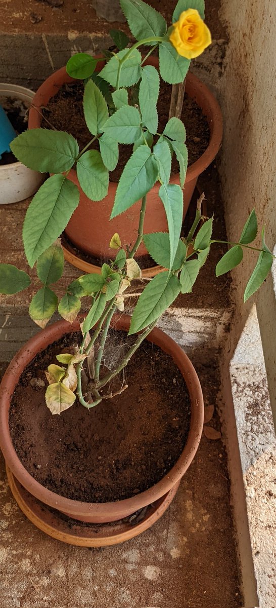 PriyankaTagaram's tweet photo. #gardening 
#naturelover 
#NaturePhotography 
#Hardwork 
#rose
Hardwork never fails you ☺️ https://t.co/T0dnc5EPZ2