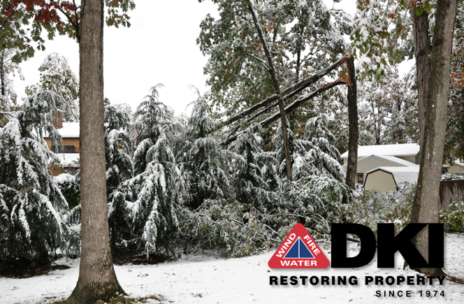 DisasterKleenup's tweet photo. Trees can be damaged in many ways, from natural disasters like thunderstorms and tornadoes to natural infestations like rot and insects. These damaged trees can then pose many problems for you. https://t.co/mVKxzHFM5c #treeremoval https://t.co/1wXlfR7udB