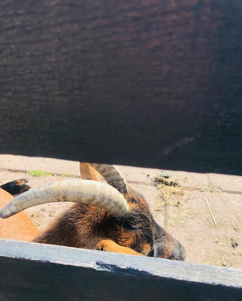 yshao734's tweet photo. Went to the farm to visit the cute animals at the weekend. https://t.co/q9PfXjAF1N