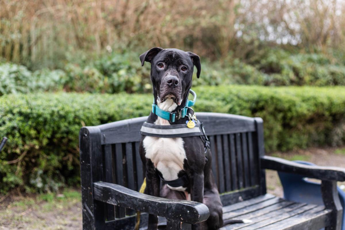 Please retweet to help Vinnie find a home #MANCHESTER #ENGLAND 

Aged 1-2, looking for an adult home with experience of large breeds. He enjoys his walks and toys and prefers to be the only pet. 
DETAILS or APPLY👇
dogstrust.org.uk/rehoming/dogs/…
#dogs #pets #animals #AdoptDontShop