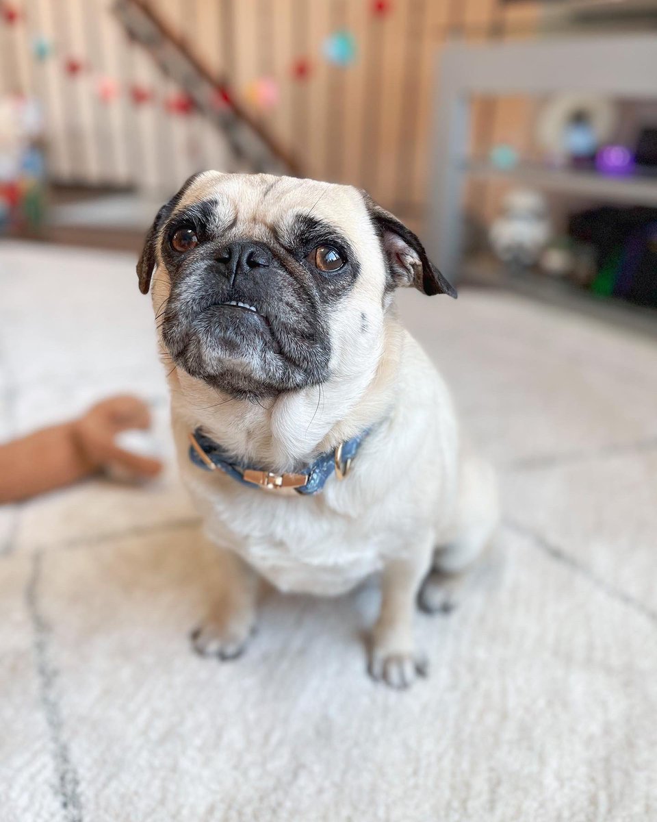 ItsMatchaThePug's tweet photo. Showing off my new π·Spring collar πΌ yay!!! So excited for this warmer weather coming π»πβοΈ thank you @Target for having this cute new design for me! π #spring #targetpets #MatchaThePug https://t.co/tCuKUyZCMo
