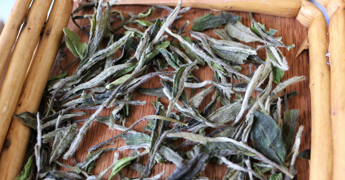 TeaSource's tweet photo. White tea is minimally processed &amp; its simplicity limits it to only three different styles: Bai Hao Yin Zhen (“Silver Needles”), Bai Mu Dan (“White Peony”), &amp; Shou Mei. Read more: https://t.co/t1igbPg8Rc 

#whitetea #typesoftea #looseleaftea https://t.co/g7zwWNqYah