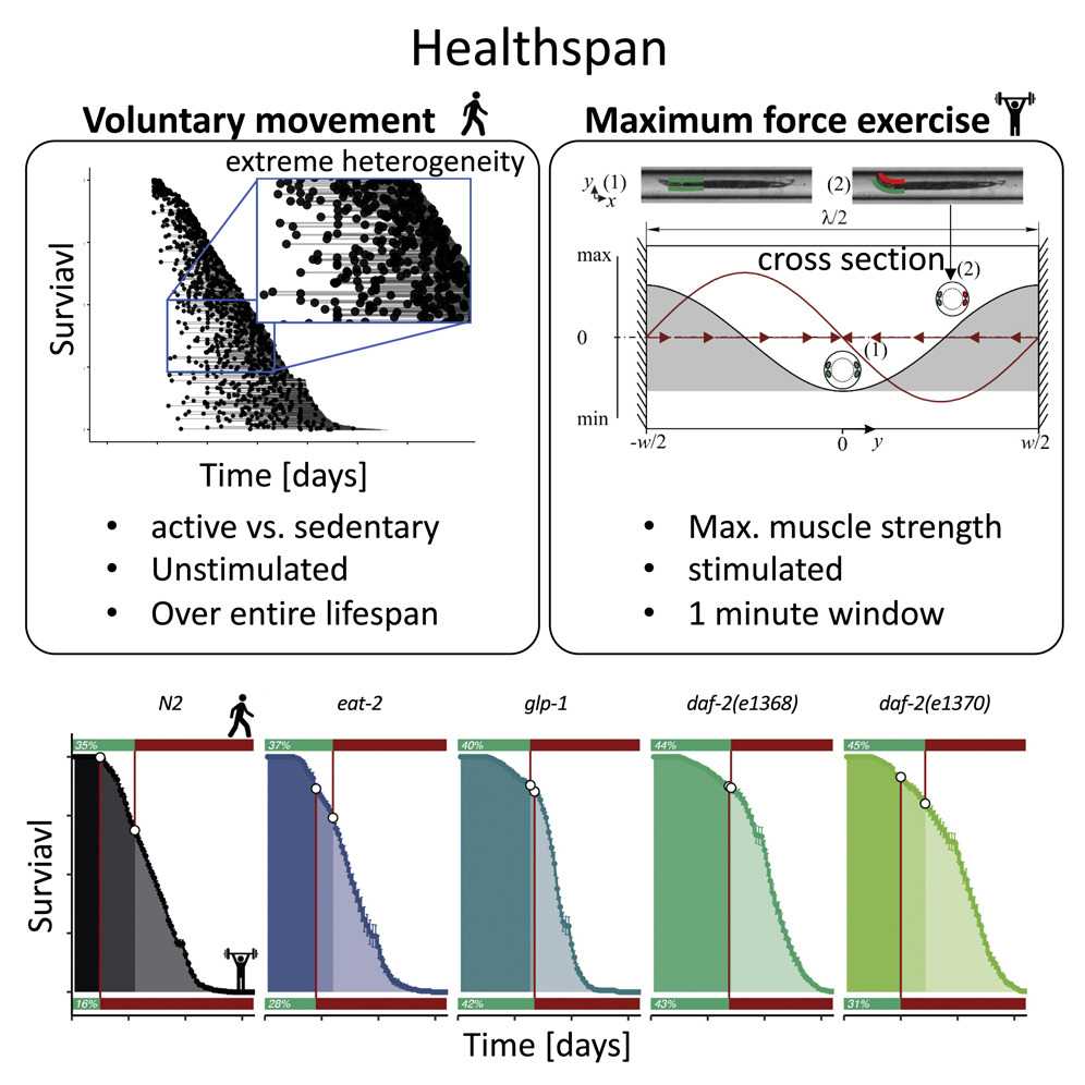 We developed a novel microfluidics device and showed that #Healthspan of C. elegans is neither extended nor compressed by #longevity interventions when no disease, genetically identical, &amp; same environment. #temporal #scaling <a href="/cyril_statzer/">Cyril Statzer</a> <a href="/ETH_en/">ETH Zurich</a> doi.org/10.1016/j.isci…