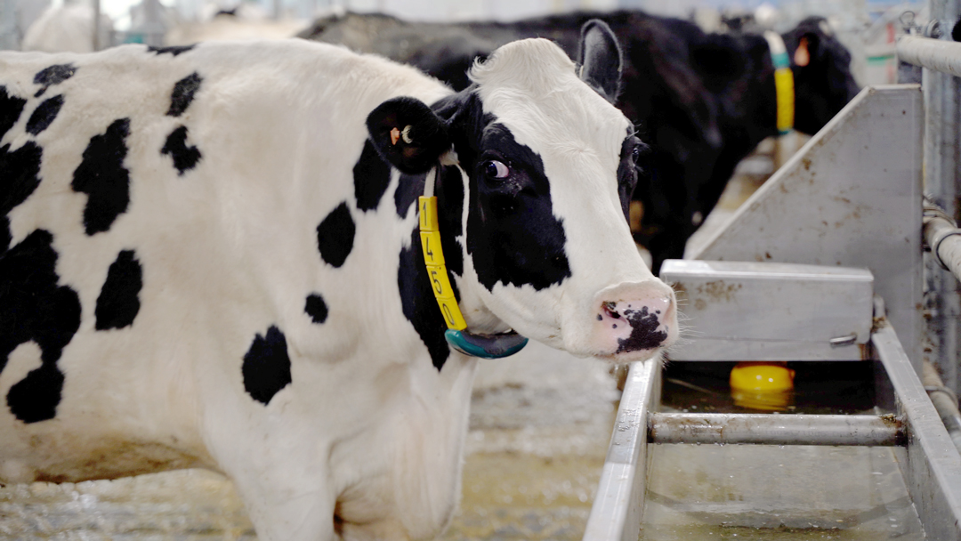 For the first time in our E-Newsletter, we have a featured project from one of our western projects: the Hofstra family @ Detimdale Holsteins (Alberta). They recently built a new barn with 2 GEA R9500 robots. If you missed it, check it out @ 

go.dairylane.ca/march 

#DLSdairy