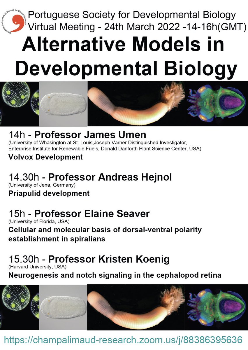 SPBioDev's tweet image. Experimental models are only as good as the questions you want to ask. Check out, from the comfort of your seat, our free meeting on alternative models in #devobio, featuring amazing biology and extraordinary speakers. 🚨March 24, 2-4pm GMT🚨Main organiser: @CampinhoMarco