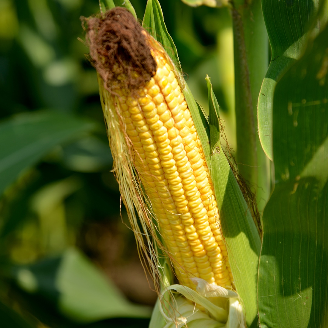 NCState_BAE's tweet photo. BAE assistant professor and Extension specialist Chad Poole conducted research on the detrimental effects of too much water on corn yields. 💦🌽 Read more the research and watch a presentation about various aspects of water management. 🔗https://t.co/hhzNXvLBxc #cornyields https://t.co/GB9JdJ5GFn