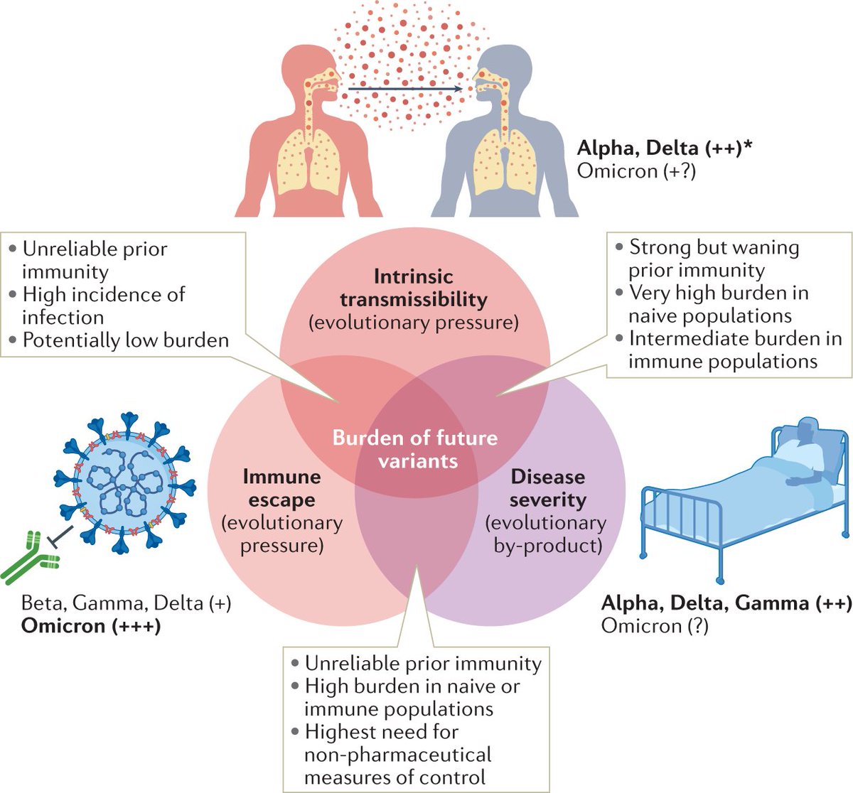 NatureRevMicro's tweet photo. Antigenic evolution will lead to new SARS-CoV-2 variants with unpredictable severity

https://t.co/iFL1AD4q2l

@pvmarkov, @ArisKatzourakis &amp; Stilianakis argue that ongoing rapid antigenic evolution is likely to produce new variants that may escape immunity and be more severe. https://t.co/BddNu5DZaq