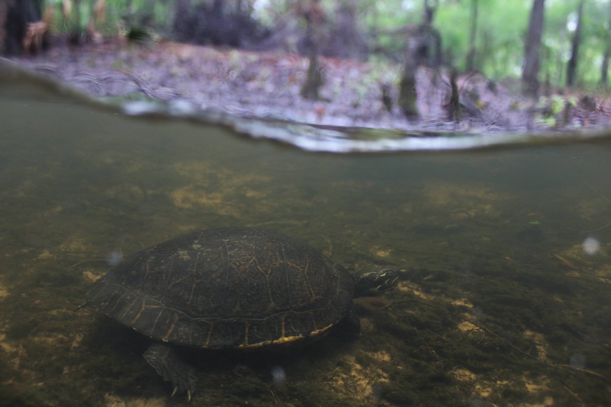 Gavriel Cambridge tweet media