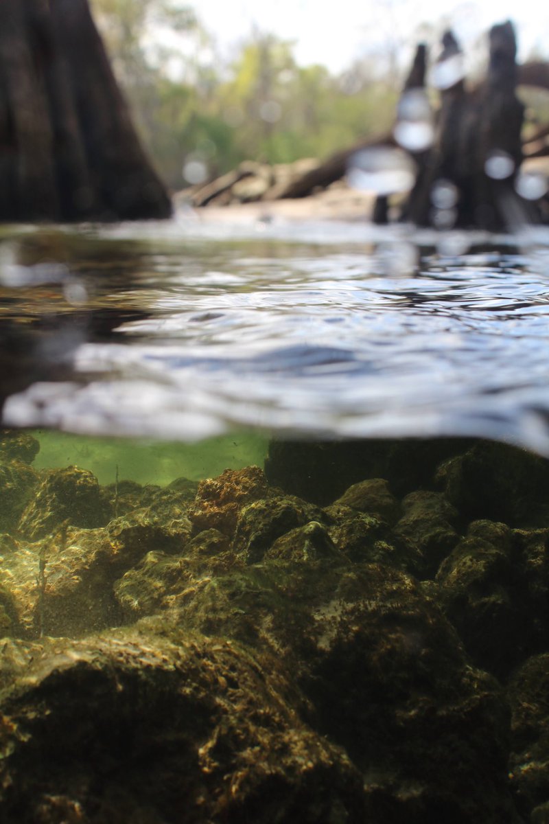 Gavriel Cambridge tweet media