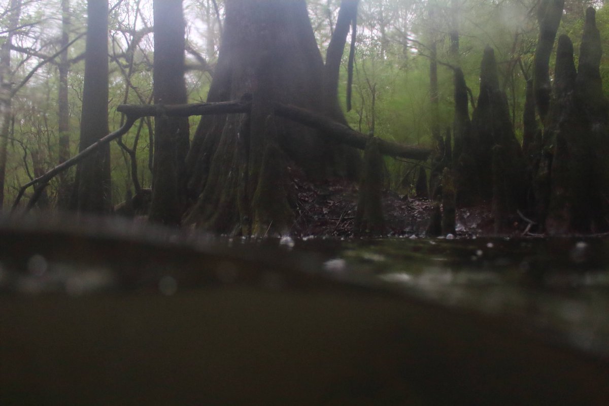 Gavriel Cambridge tweet media