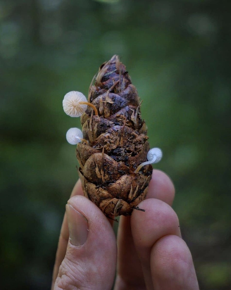 Los hongos 🍄 Strobilurus son una familia de setas que crecen en las piñas secas que caen de los 🌲 Abetos de Douglas[Pseudotsuga menziesii] 

Minúsculos🔍  pero increíblemente bellos 😍

📷: utah_mushrooms
