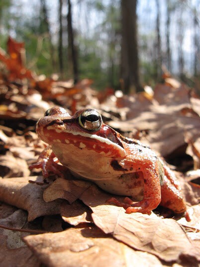 'Anthropause' - a reduce in human activities on a landscape. 

Due to pandemic times, some frogs have seen a 50% decrease in road mortality!! 

Check out amphibiaweb.com to learn more about what Leclair et al. found on amphibian mortality rates from 2018-2020.