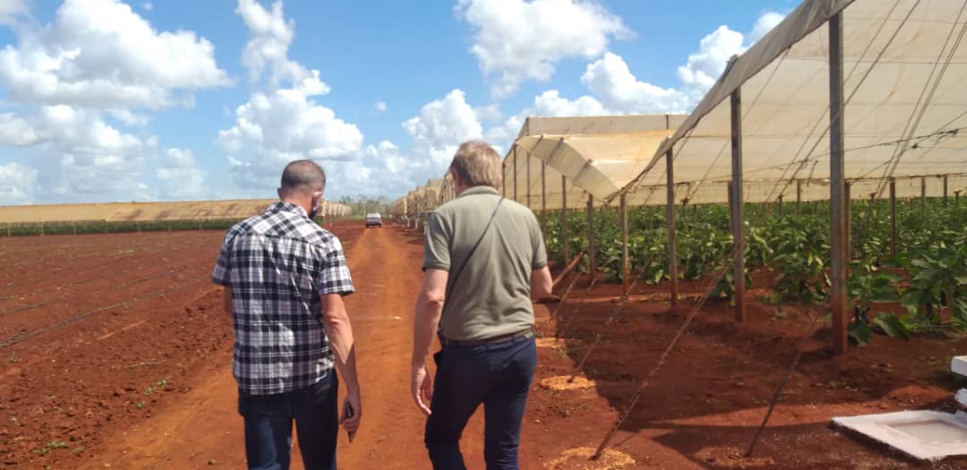 #12mar22 en nuestro recorrido por Ciego de Ávila visitamos las áreas de cultivo semi-protegidas junto al Presidente de <a href="/MacfrutFiera/">Macfrut</a> Renzo Piraccini acompañados de <a href="/aics_lavana/">AICS La Habana</a> <a href="/Camara_Comercio/">Cámara de Comercio de Cuba</a> y <a href="/grupo_agricola/">Grupo Agrícola</a> <a href="/MINAGCuba/">Ministerio de la Agricultura de Cuba</a> <a href="/ItalyinCuba/">Ambasciata d'Italia a L'Avana</a> <a href="/MINCEX_CUBA/">MINCEX🇨🇺</a> <a href="/EmbaCubaItalia/">EmbaCubaItalia</a> <a href="/opcionesencuba/">Opciones</a>