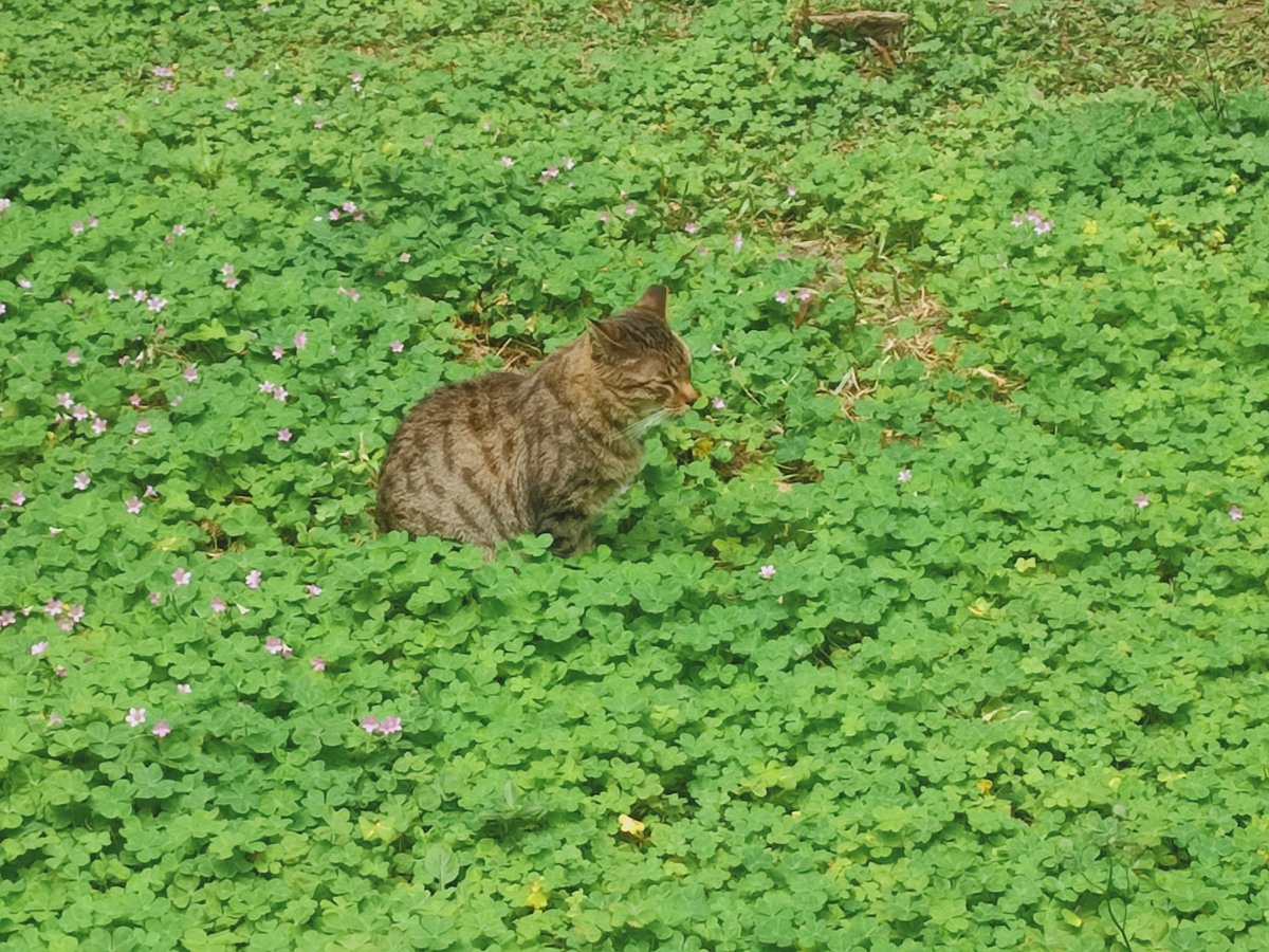 no new art but i feel like people should know about weed cat i met at uni this morning

unbothered. moisturized. happy. in its lane. focus. flourishing.
