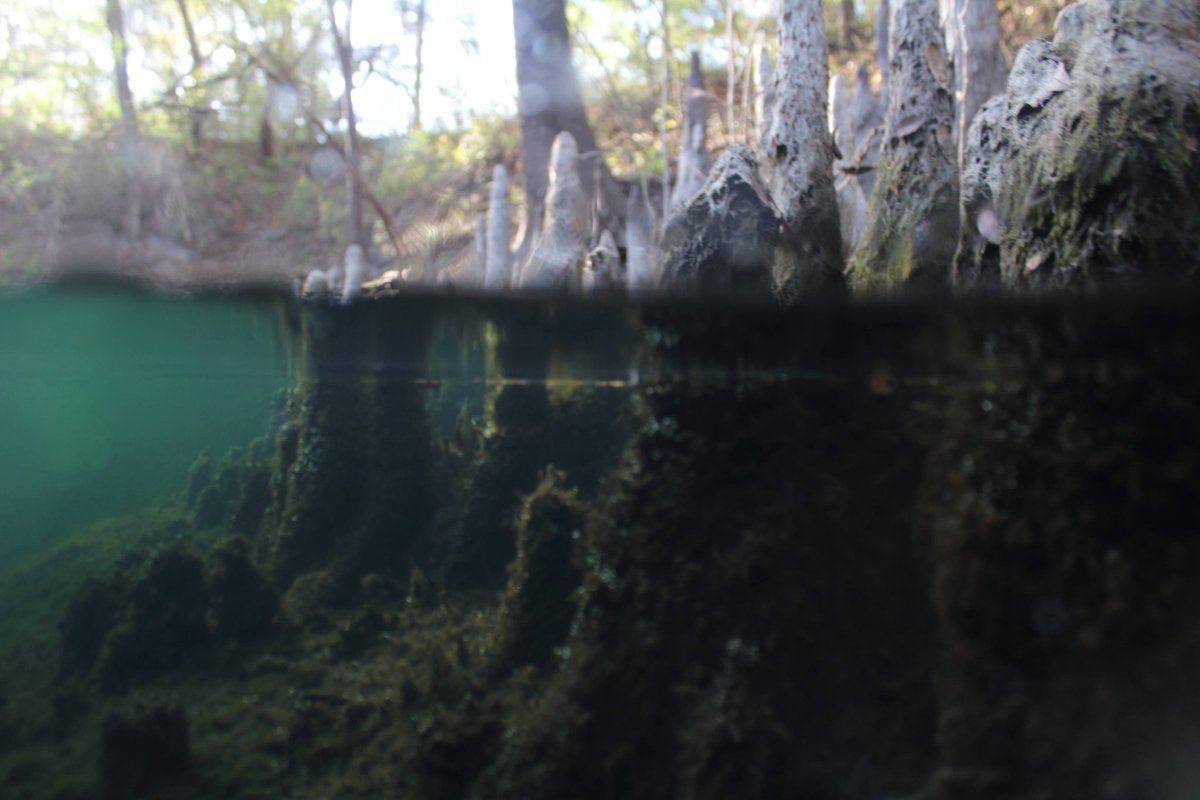 Gavriel Cambridge tweet media