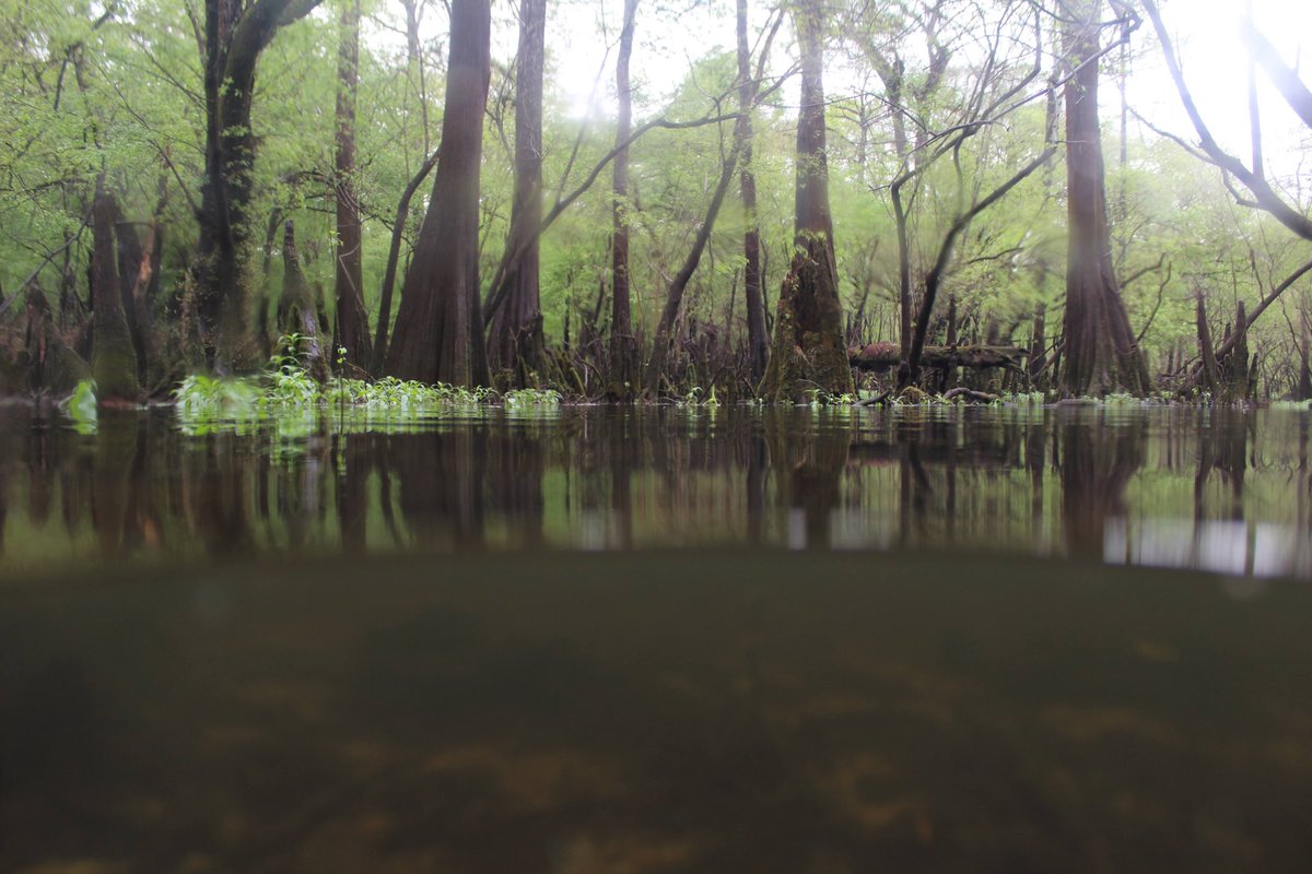 Gavriel Cambridge tweet media