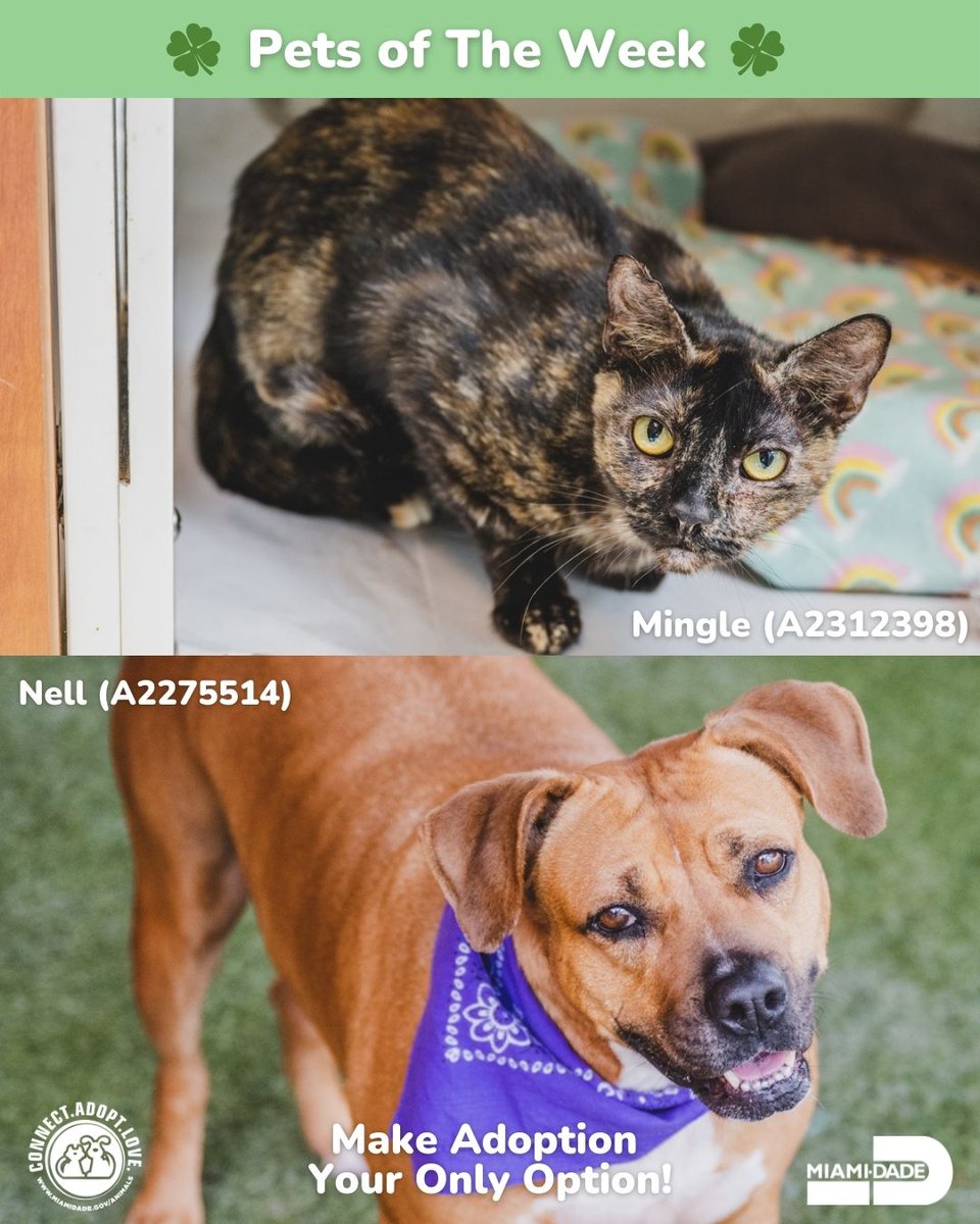 AdoptMiamiPets's tweet photo. Meet Nell &amp; Mingle, our Pets of the Week!💕 Nell (A2275514) is a 3-year-old diva who has perfected her puppy-dog-eyes🐶. Mingle (A2312398) is a 4-year-old spayed female😸. Visit our website to learn more about these furry friends!
#Petsoftheweek #ConnectAdoptLove #AdoptMiamiPets https://t.co/ikW2CJVOOW