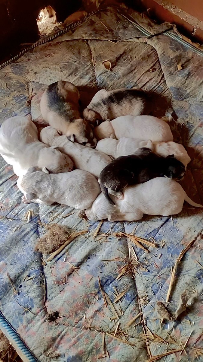albafdezsanchez's tweet photo. Estos cachorros necesitan una familia de acogida cuanto antes!!! Son cruce de labrador y husky siberiano. Si podéis o conocéis a alguien que quiera adoptarlos se agradecería muchísimo. Y si no, compartiendo esto también echáis una mano. 🤍 https://t.co/gmYhfONL4K