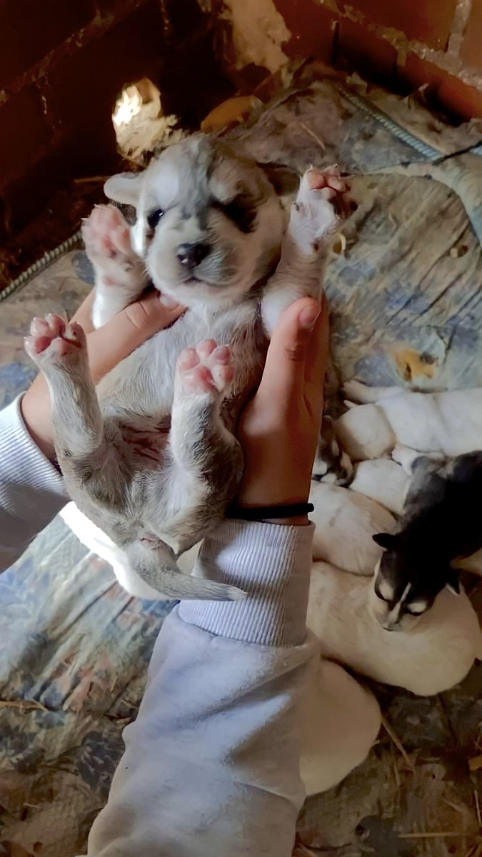 albafdezsanchez's tweet photo. Estos cachorros necesitan una familia de acogida cuanto antes!!! Son cruce de labrador y husky siberiano. Si podéis o conocéis a alguien que quiera adoptarlos se agradecería muchísimo. Y si no, compartiendo esto también echáis una mano. 🤍 https://t.co/gmYhfONL4K