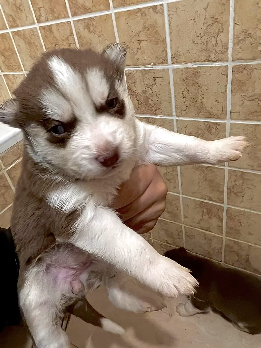 albafdezsanchez's tweet photo. Estos cachorros necesitan una familia de acogida cuanto antes!!! Son cruce de labrador y husky siberiano. Si podéis o conocéis a alguien que quiera adoptarlos se agradecería muchísimo. Y si no, compartiendo esto también echáis una mano. 🤍 https://t.co/gmYhfONL4K