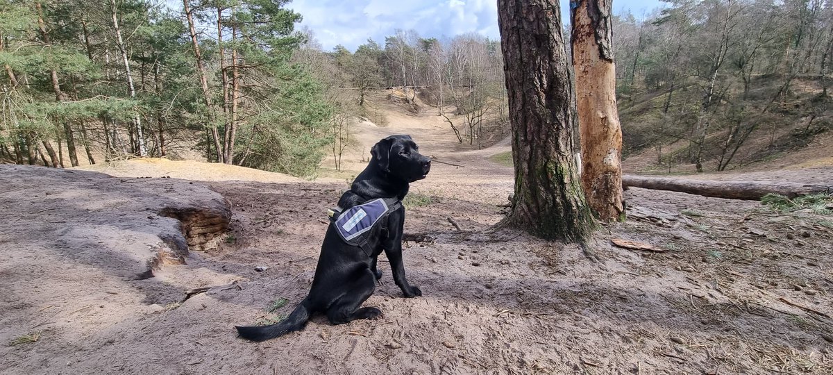 LiberiEritus's tweet photo. En #Yfke #Ptss #hulphond van @HulphondNL ziet dat het goed isπ
Zowaar een #losloopgebied voor #honden bij #landgoed #deUitkijk #Sallandseheuvelrug https://t.co/oLWz82dUnp