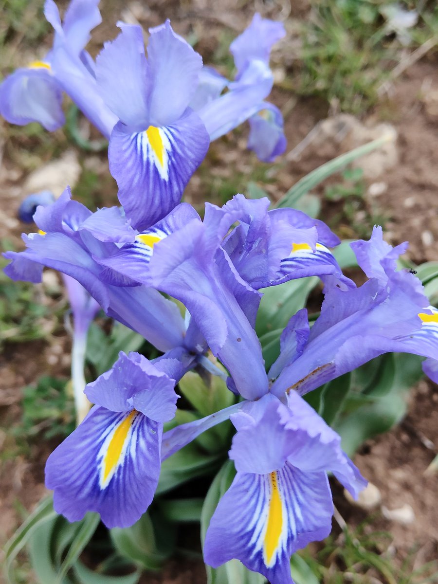 El lirio de invierno es habitual de las regiones mediterráneas. Iris planifolia toma su nombre de la diosa griega del arco iris que anuncia el pacto de unión entre el Olimpo y la Tierra al final de la tormenta.