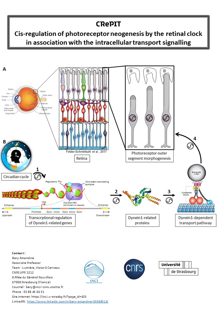 AmandineBery's tweet photo. PhD position at Strasbourg https://t.co/AgmS3oE2aT