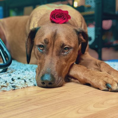 The Investor Puppy tweet media