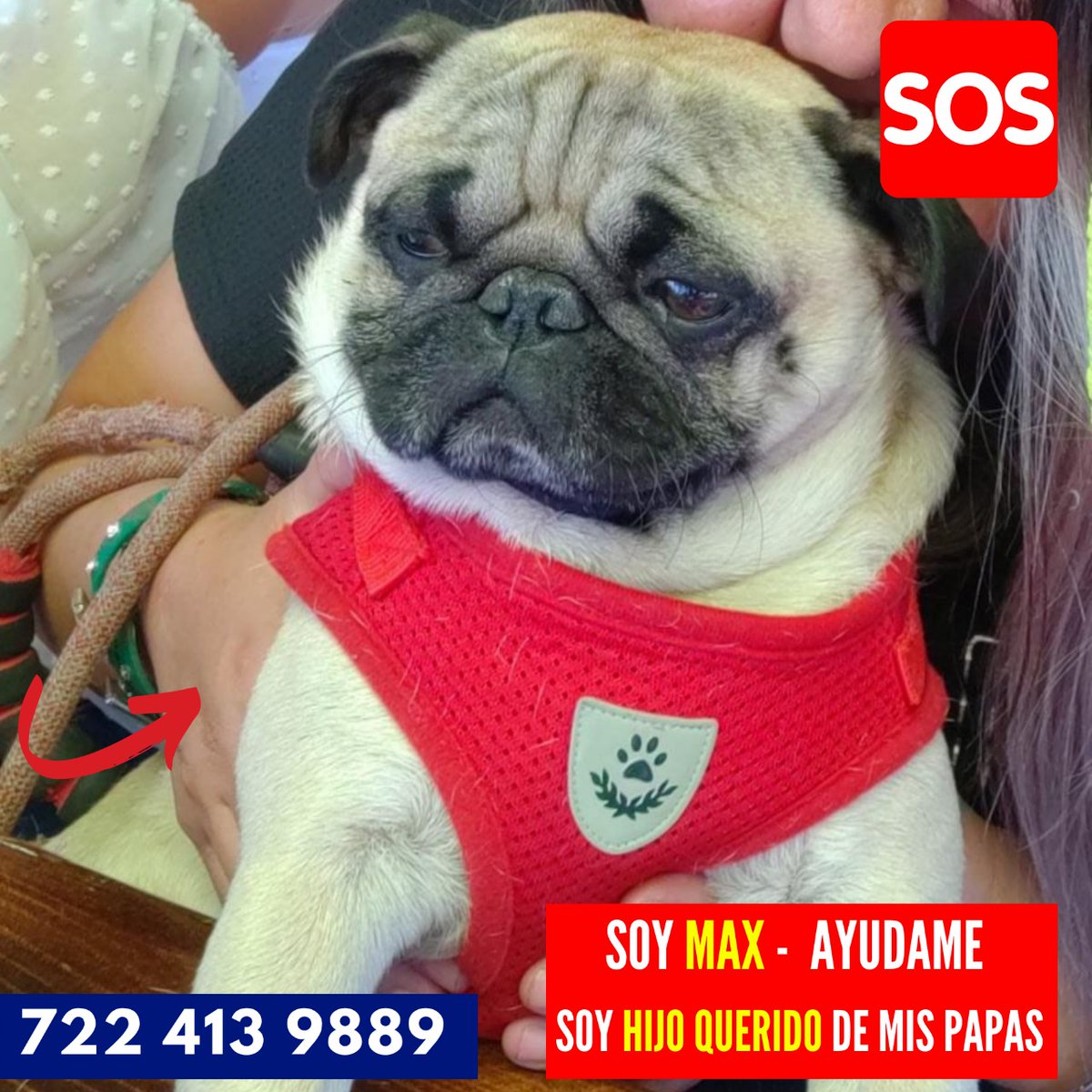 #EXTRAVIADO MAX 🐕❤️
SE PERDIO EN : 📌 CASETA DEL DORADO TOLUCA IXTLAHUACA 
SI LO VES O TIENES ALGUNA INFORMACIÓN LLAMA A 📞 :
722 413 9889