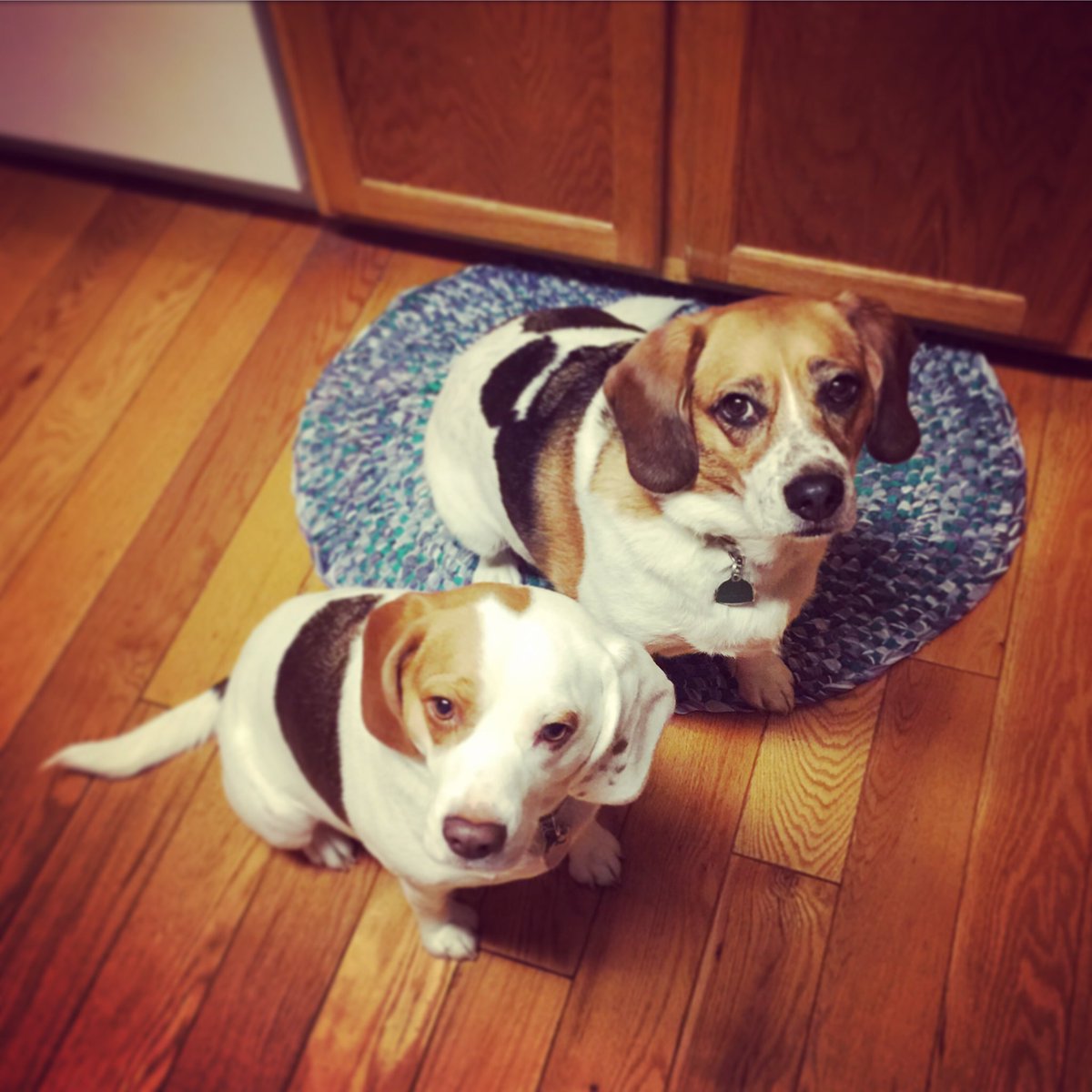 BridgetBeagle's tweet photo. @NEHumaneSociety Marlo and Bunny! https://t.co/z1YCEuJRXn