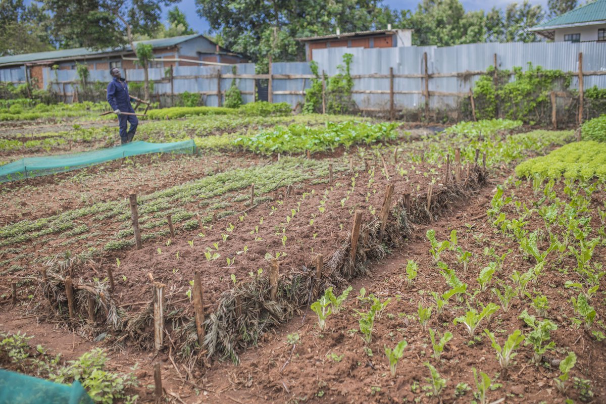 Thrive4Good's tweet photo. "After finishing 40 online courses I got 4 certificates. Today I started to teach community on  how to fight against malnutrition through making life gardens. I started a 5 days workshop with my community members, we prepared double dug beds."
JYAMUBANDI ERICK
Rwanda https://t.co/O5jr23S36x