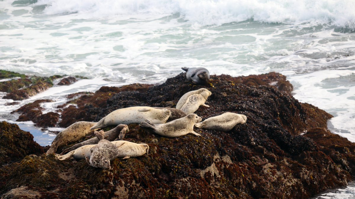 bodegamarinelab's tweet photo. We were going to tell the #seals 🦭 that it's #NationalNappingDay, but it looks like they already got the memo.

#BodegaMarineReserve #BodegaBay https://t.co/FRBIYiy7mu