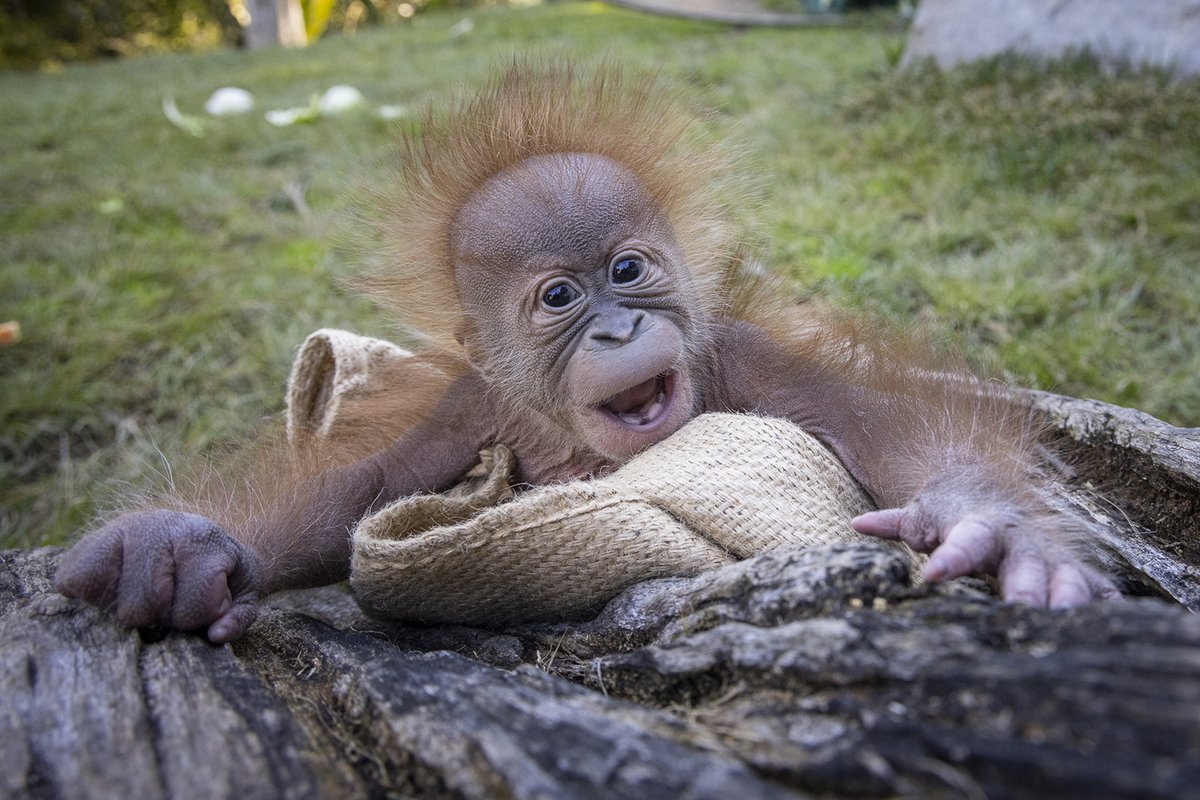 sandiegozoo's tweet photo. thought u might need this https://t.co/xBQV4yjp0p