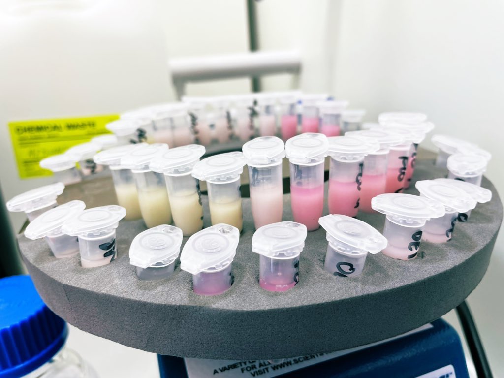 AnujaMitra2's tweet photo. Definitely my most aesthetically pleasing experiment to date 💗 #phdlife #imperialscience #WomenInSTEM @ImperialSandC https://t.co/J4kb1AuUaL