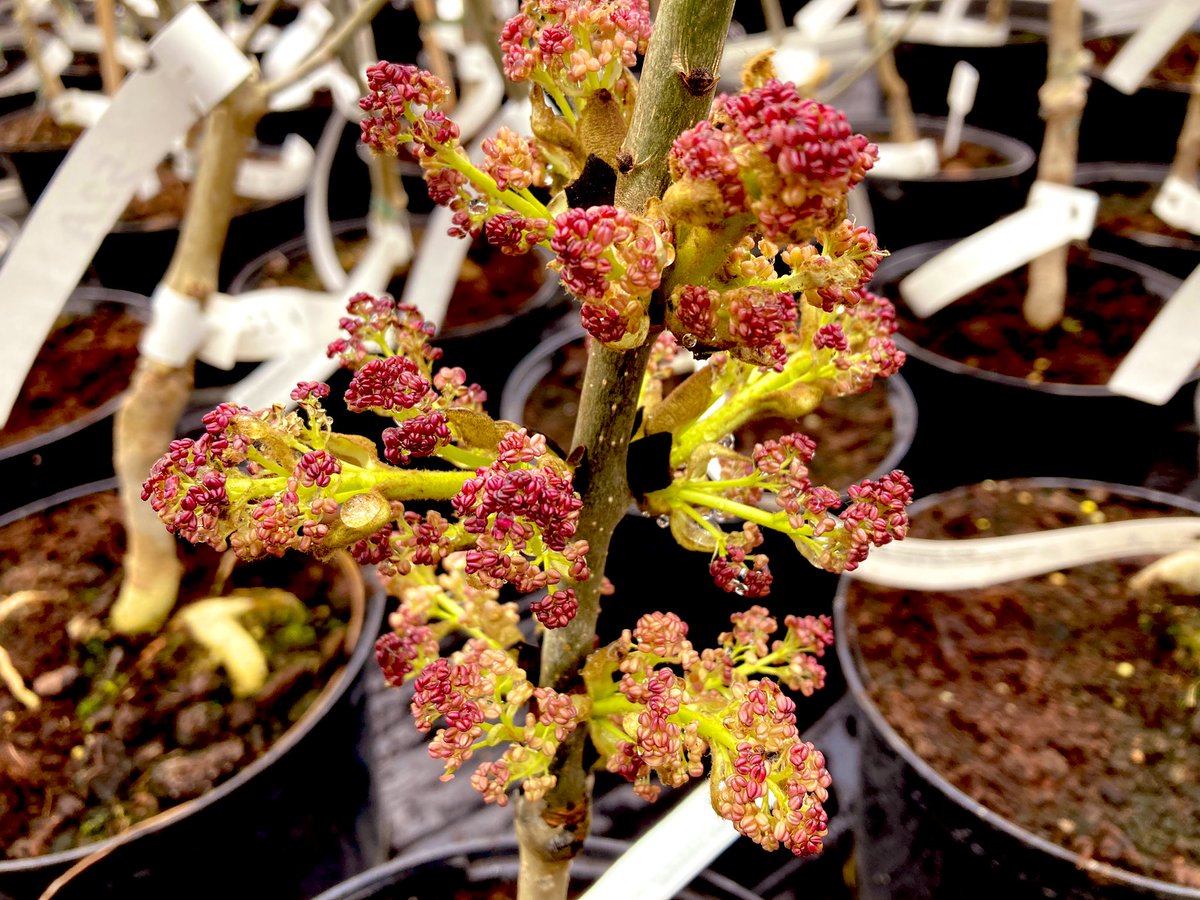 DRaj_Rathore's tweet photo. Some of our #Ash #trees are flowering indoors, plan is to collect pollen from the male trees and cross pollinate females to generate seeds from know parentage. Working towards improving #AshDieback #tolerance @teagascforestry #savetheash https://t.co/XvU1hmOiOM
