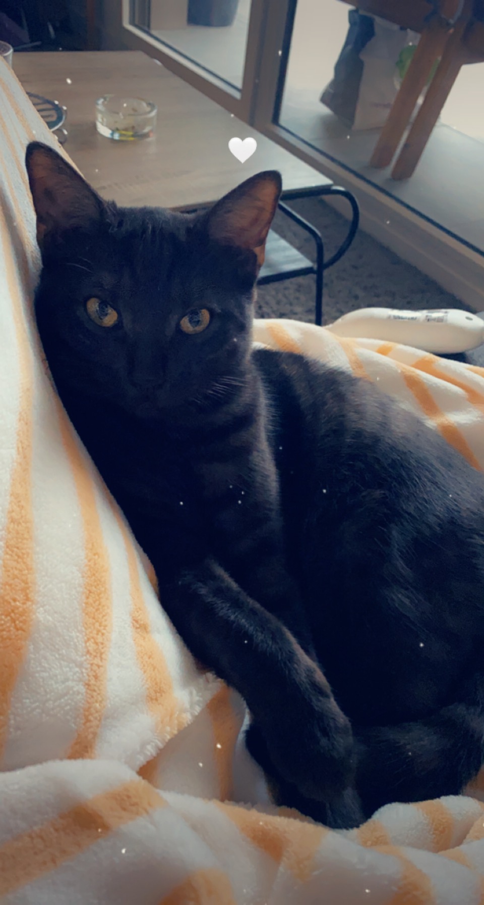 Chat trouvé 14