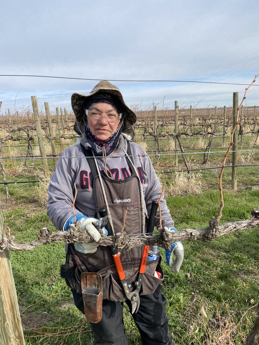 cotebonneville's tweet image. In every bottle of wine is a community of people. That starts here in the vineyard where our all female crew is pruning the vines. 

Give Baldomera a ❤️ to show your appreciation! She loves it. 

#womeninwine #wawine #womeninag #winemaking