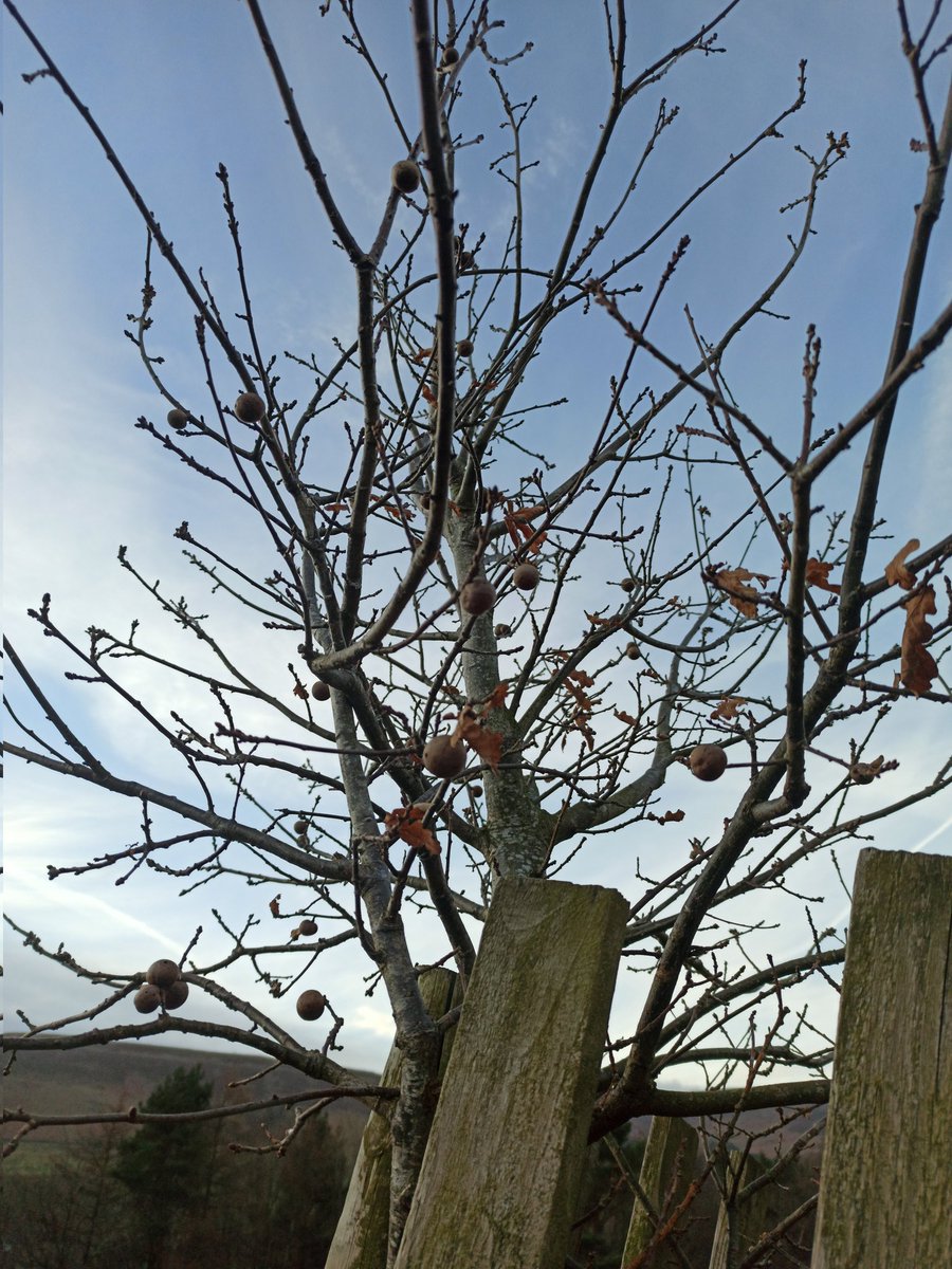 mikkmurray's tweet photo. So wonderfully fascinating to see this young oak decorated with oak galls yesterday! I literally haven't seen any this year, so to find a tree covered in them was like, wow!! #oakgall #oaktree #naturelovers https://t.co/VF9DiJw54h
