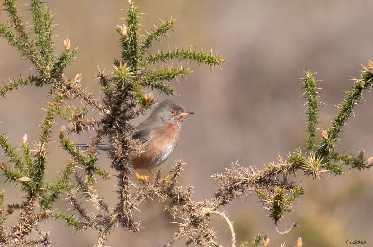 NeilBew's tweet image. Today, Dartford Warbler and Kestrel on Horsell Common, Red Kite and Little Owl just off the common