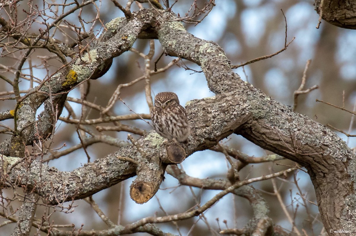NeilBew's tweet image. Today, Dartford Warbler and Kestrel on Horsell Common, Red Kite and Little Owl just off the common