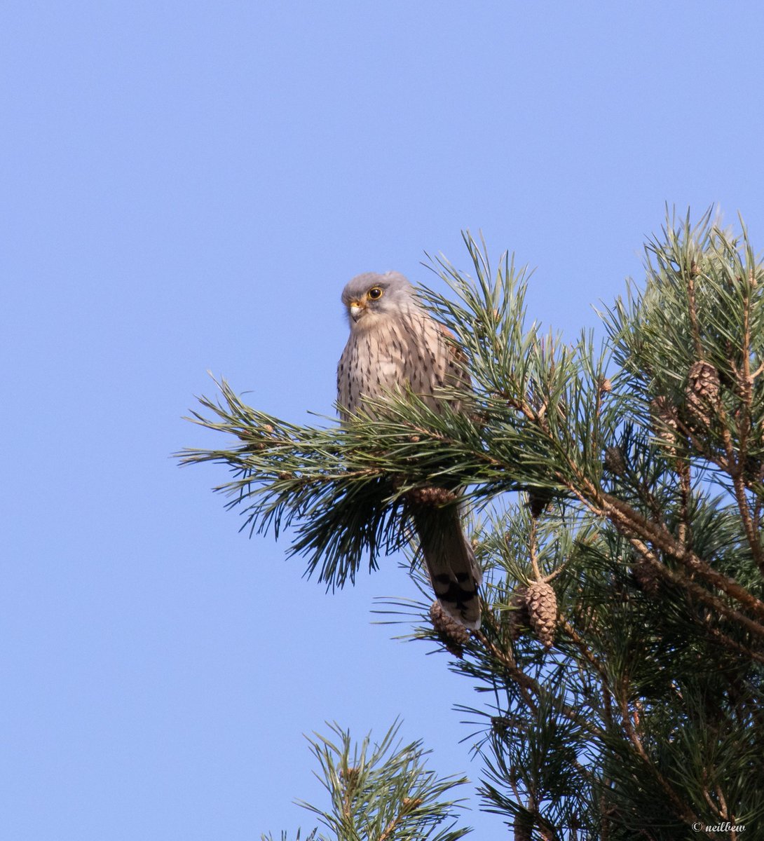 NeilBew's tweet image. Today, Dartford Warbler and Kestrel on Horsell Common, Red Kite and Little Owl just off the common