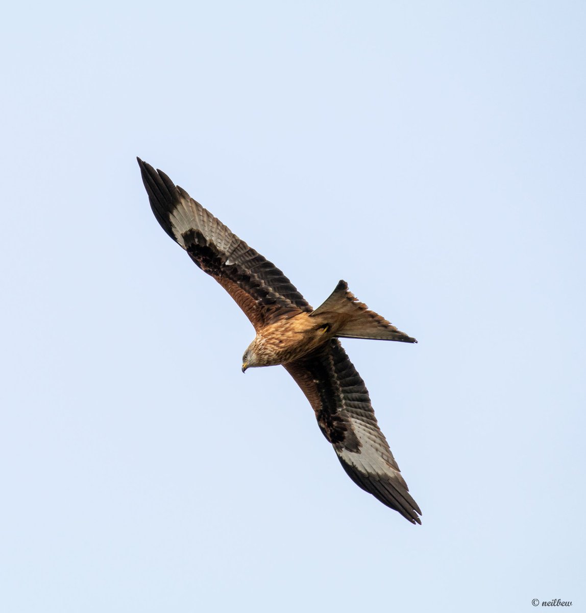 NeilBew's tweet image. Today, Dartford Warbler and Kestrel on Horsell Common, Red Kite and Little Owl just off the common