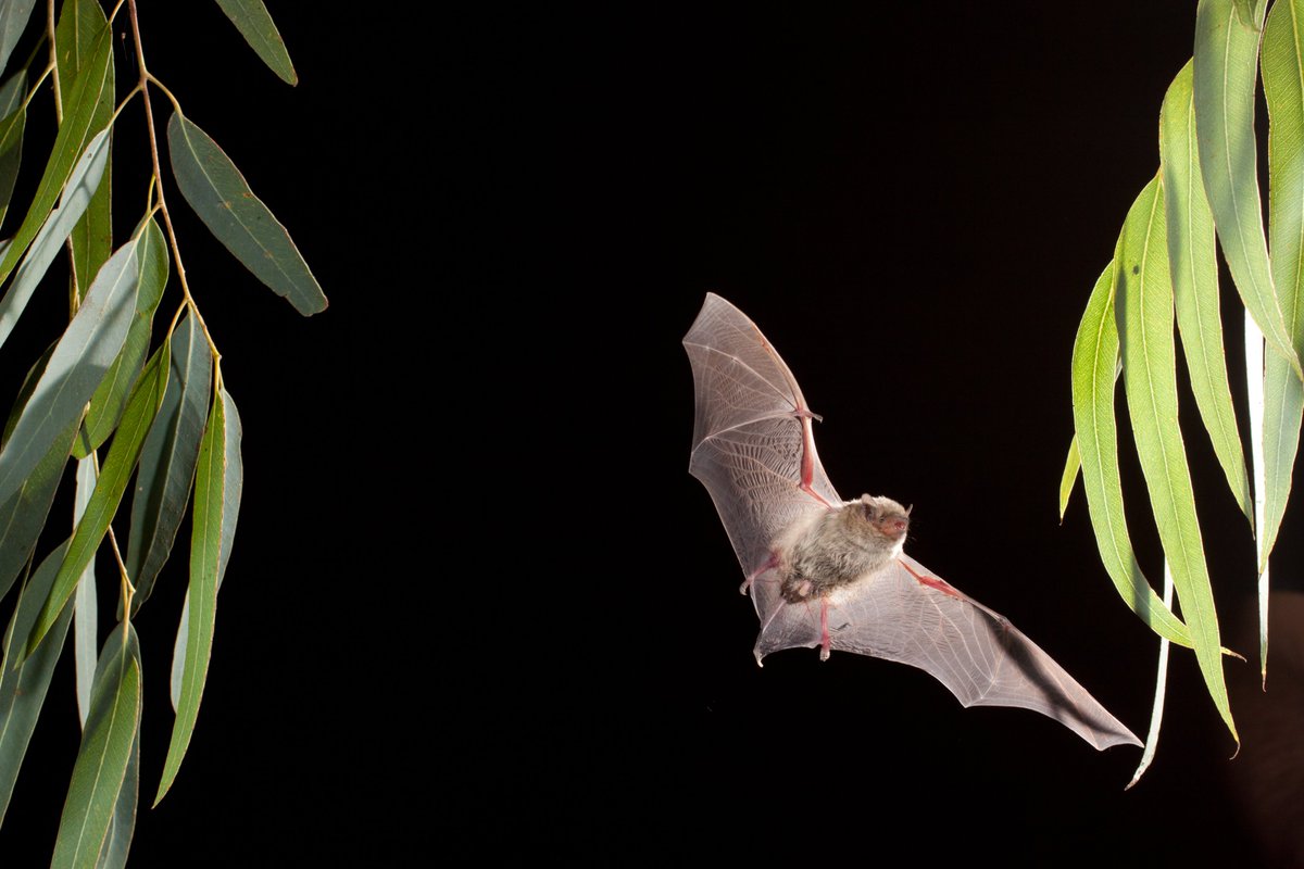 adria_baucells's tweet photo. [1/7] So pleased that our last paper by @Bats_Mas  "Winter bat activity: The role of wetlands as food and drinking reservoirs under climate change" has been accepted! I will use the #SelfExplanatoryChallenge to assess the degree of novelty of this research :) 
Here it goes!👇 https://t.co/ukojuIEG8p