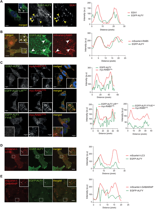 J Cell Science (@j_cell_sci) on Twitter photo The article by Søreng, Pankiv, Simonsen &co <a href="/simonsen_lab/">Simonsen Lab</a> <a href="/CanCell_UiO/">Centre for Cancer Cell Reprogramming</a> showing that ALFY facilitates directed cell migration is #openaccess thanks to <a href="/Co_Biologists/">The Company of Biologists</a>'s #Readandpublish agreement with <a href="/UniOslo/">Universitetet i Oslo</a>: ow.ly/NYzu50Iiu7N The article by Søreng, Pankiv, Simonsen &co <a href="/simonsen_lab/">Simonsen Lab</a> <a href="/CanCell_UiO/">Centre for Cancer Cell Reprogramming</a> showing that ALFY facilitates directed cell migration is #openaccess thanks to <a href="/Co_Biologists/">The Company of Biologists</a>'s #Readandpublish agreement with <a href="/UniOslo/">Universitetet i Oslo</a>: ow.ly/NYzu50Iiu7N