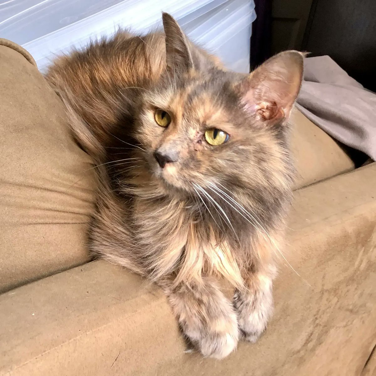 WayofCatsbook's tweet image. How My Cats Influence Me and vice versa. - Love at the Way of Cats buff.ly/374j6vy

Cats change our lives, for the better. What could be bad about that?
#CatPrejudice #CatLovers #CatsOfTwitter #CatLife