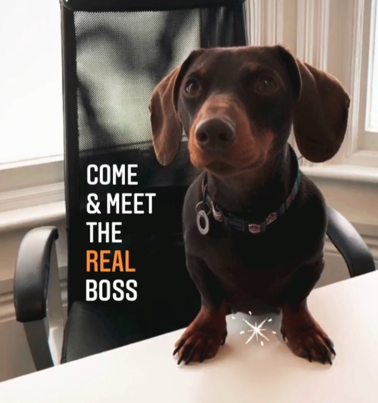 You've probably heard her, but have you met her yet? 🐶

Dotty, our resident guard dog and team mascot, wants to say hi 🙌

#girlboss