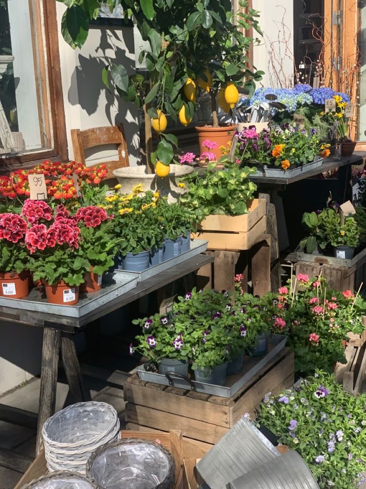 pradavante's tweet photo. flowers in the city 🌸 https://t.co/5i1WAuPeEx